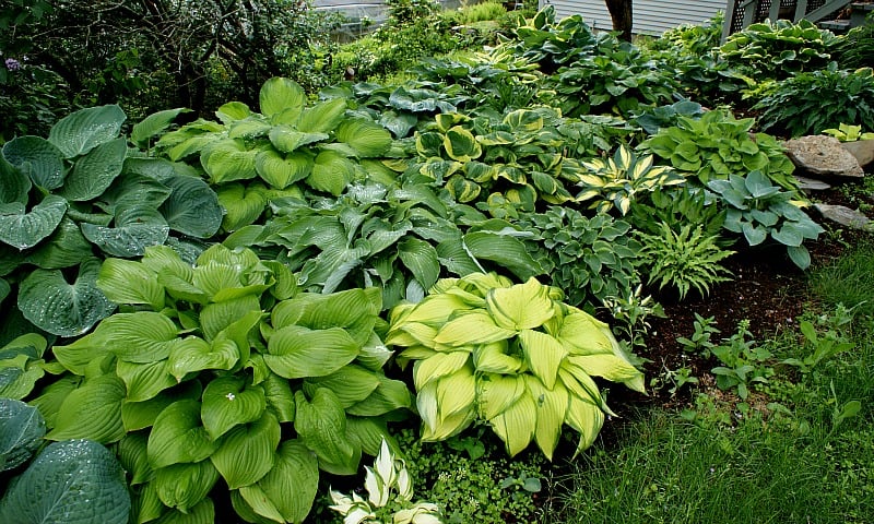 O que é uma Hosta e por que devo cultivar Hostas? - NH Hostas