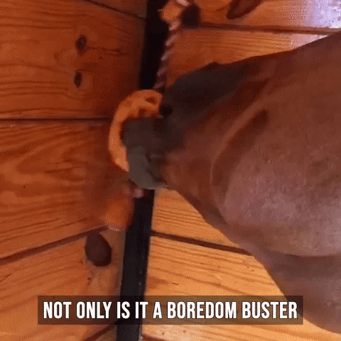 Horse Treat Ball Horse Treat Ball