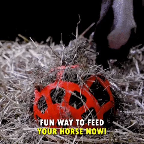 Horse Treat Ball Horse Treat Ball
