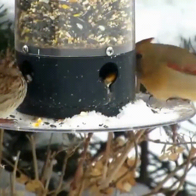 Keeps squirrels out—without harming them.