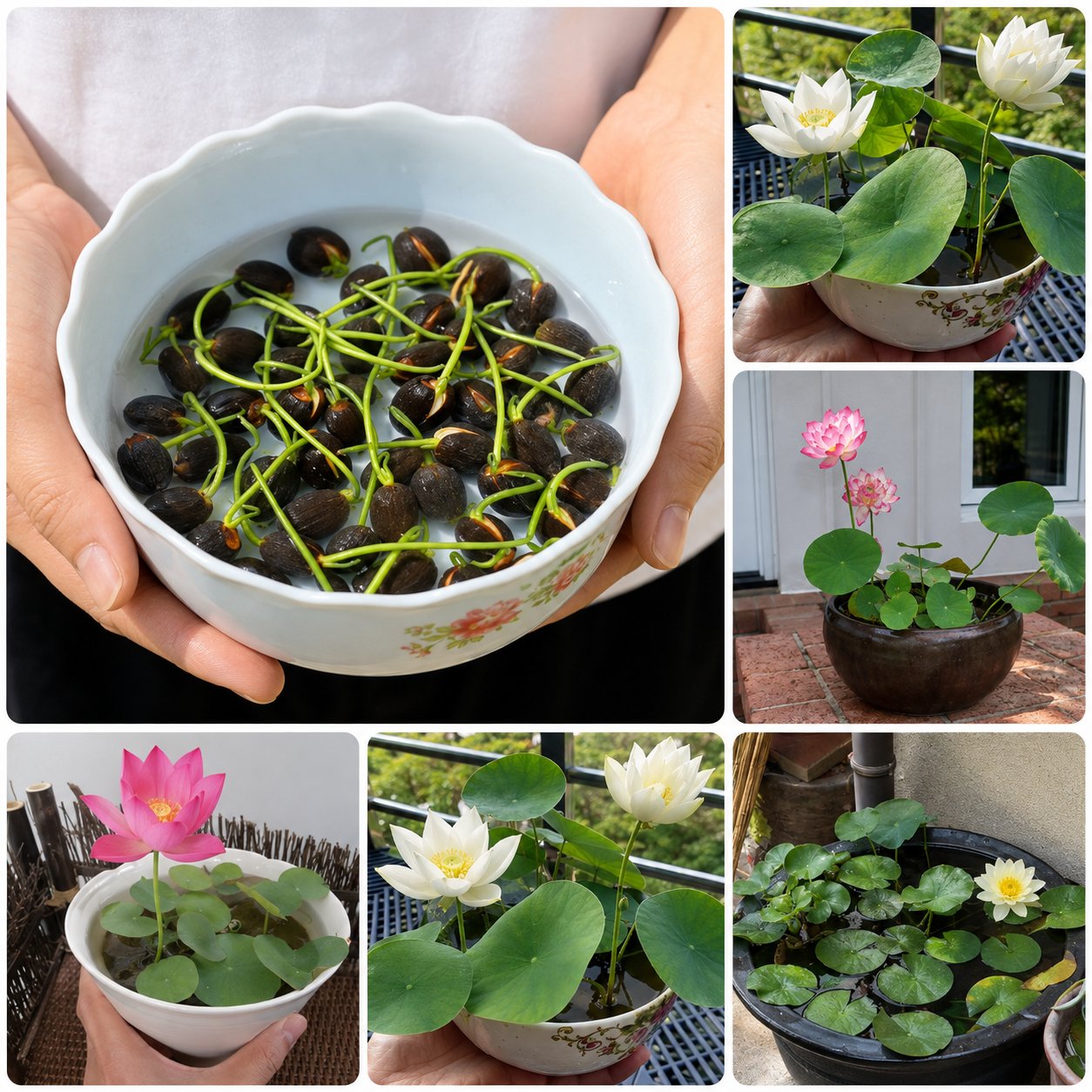 Bowl lotus plants growing in small containers and patio water gardens