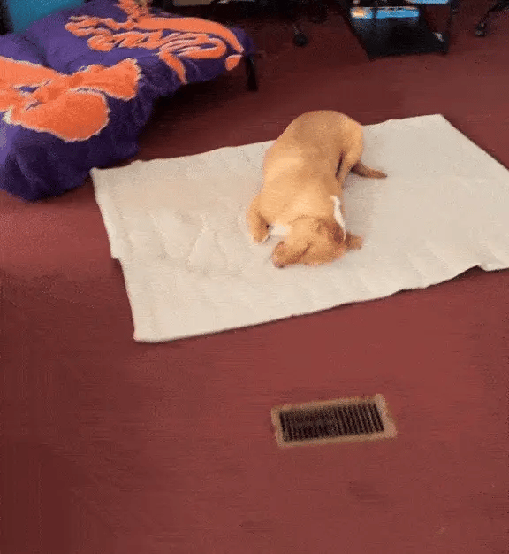 Dog cooling down on mat
