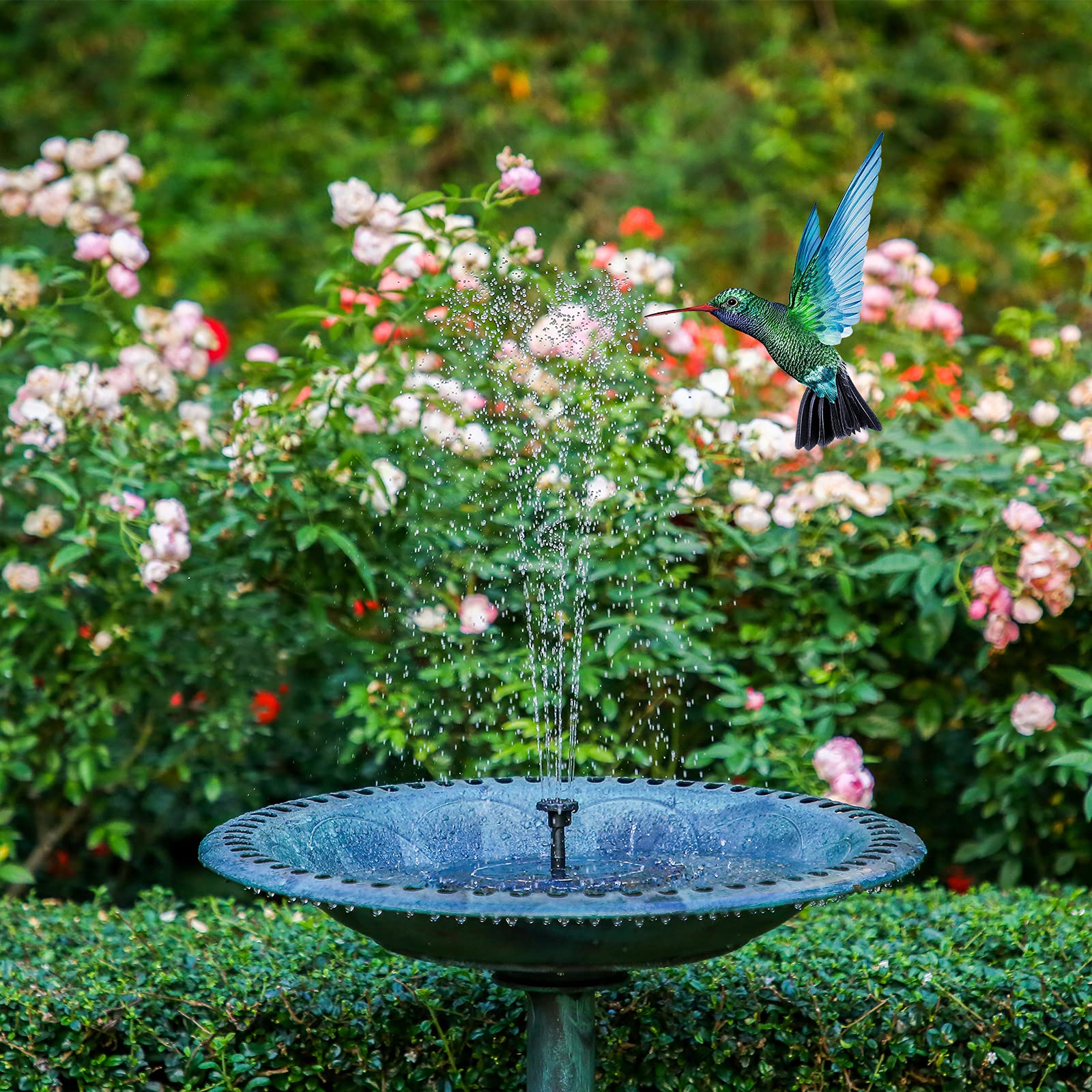 Hummingbird at Fountain