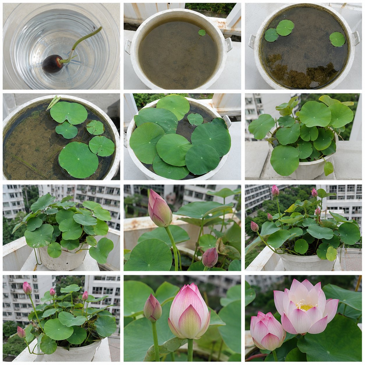 Lotus plant growth stages from sprouted seed to leaves buds and flowers