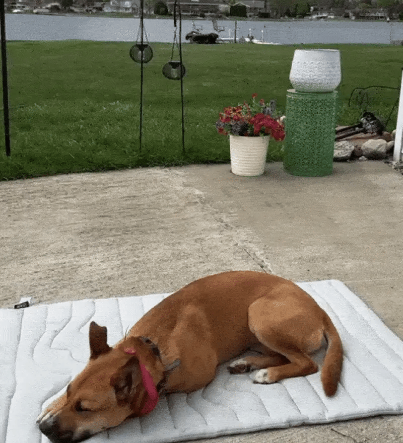 Dog on mat outdoors