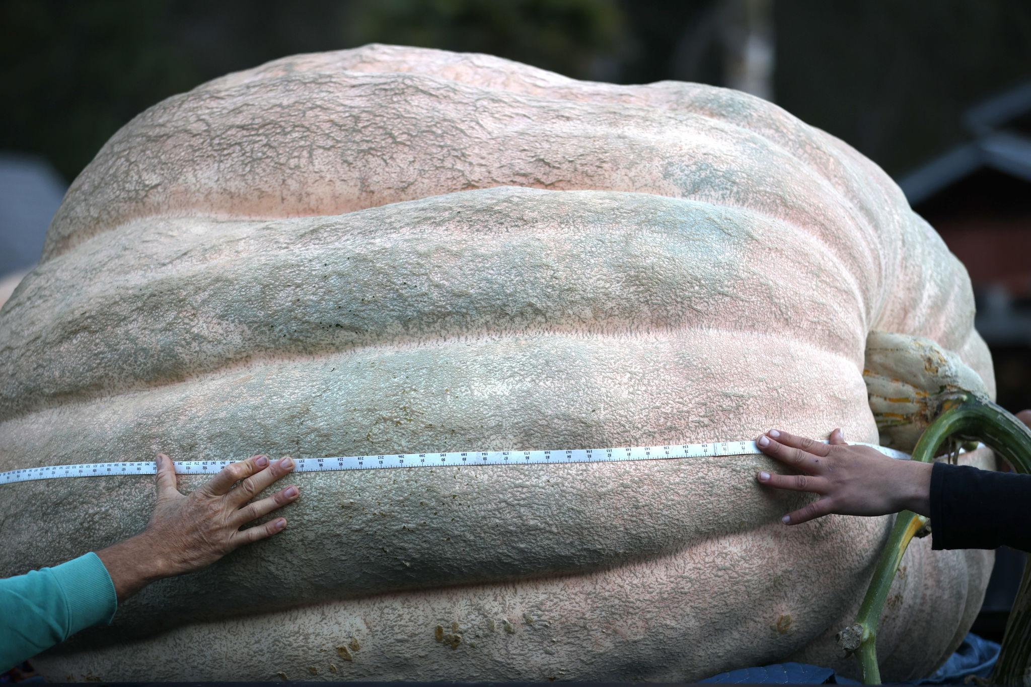 World Championship Pumpkin Weigh-Off Takes Place In Northern California