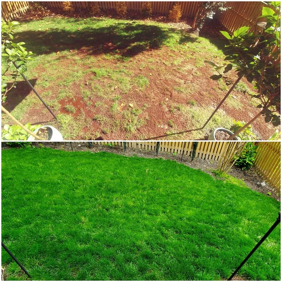 Lush green lawn in a garden with a windmill