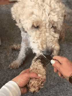 Professional Dematting Rake Action