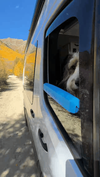 Dog enjoying comfortable car ride