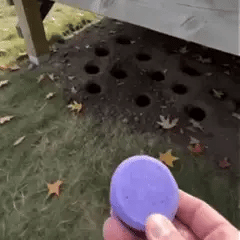 Rodent repellent demonstration