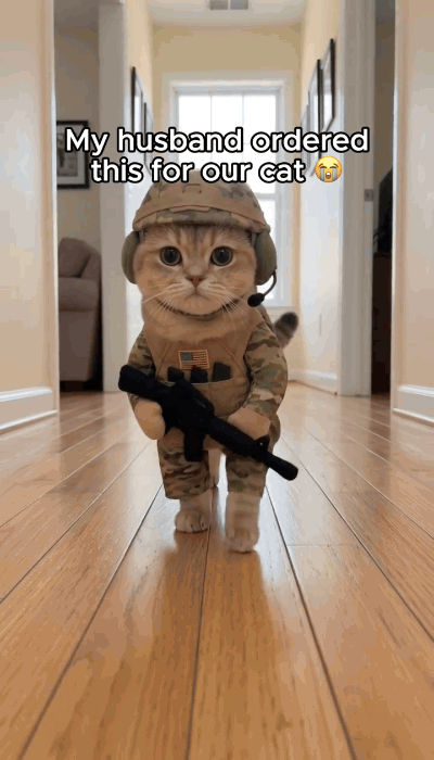 A small pet walking indoors while wearing the soldier costume