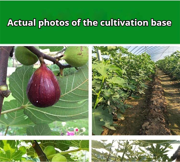 Mission Fig Tree Live Plant – Ficus carica, Perennial Fruit Tree, Hardy and Easy-to-Grow Starter Plant for Gardens & Yards Mission Fig Tree Live Plant – Ficus carica, Perennial Fruit Tree, Hardy and Easy-to-Grow Starter Plant for Gardens & Yards