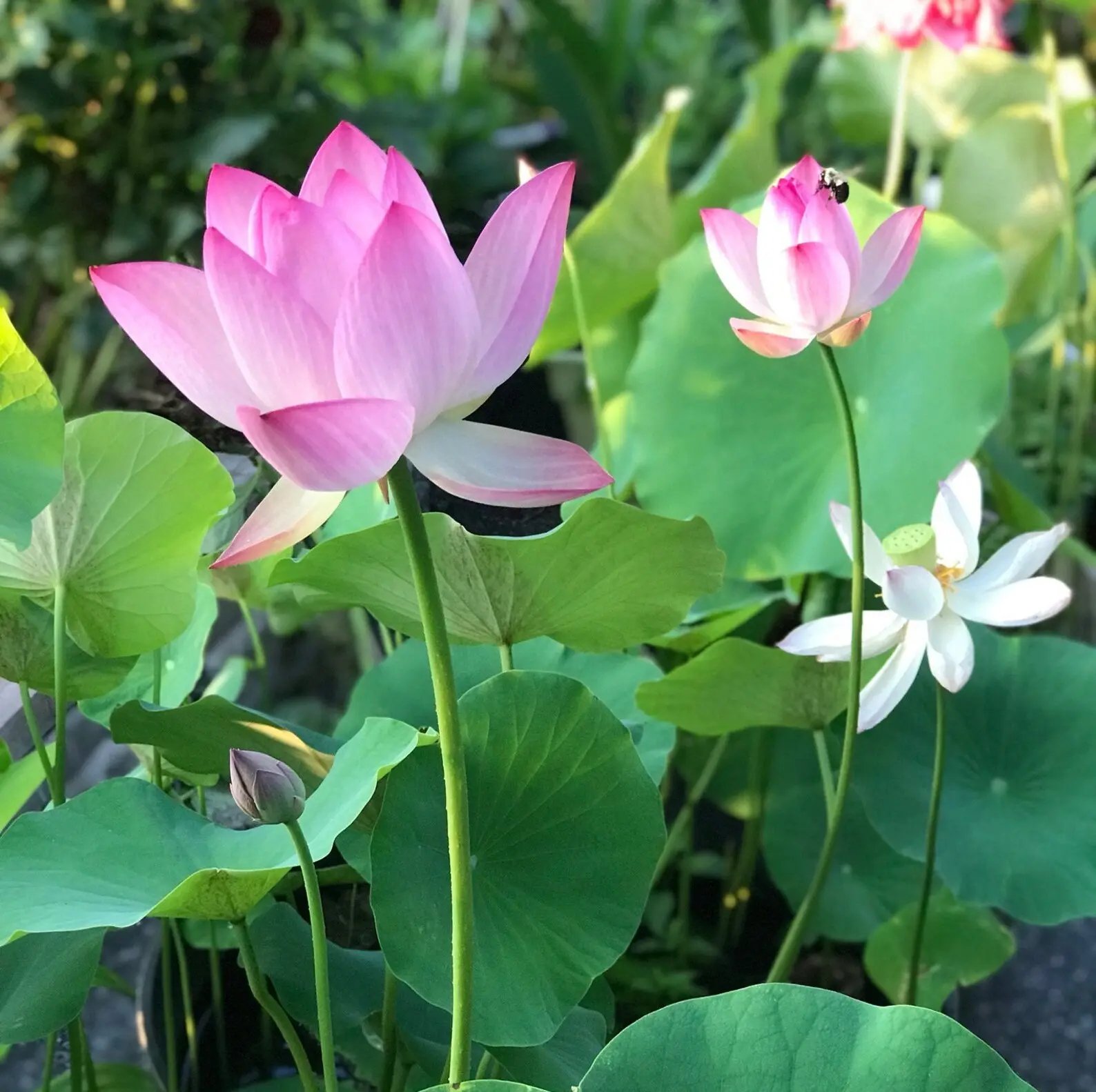 Pink and white lotus flowers blooming with green aquatic leaves