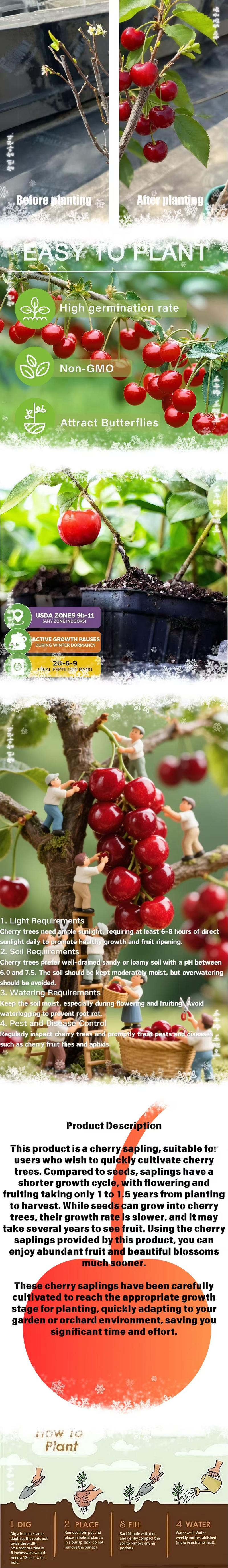Cherry Tree in Pot