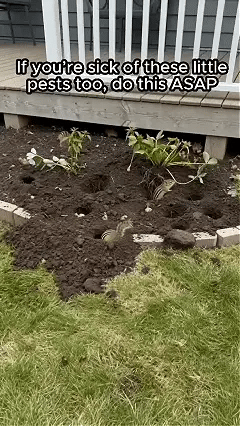 Rodent Repellent in action