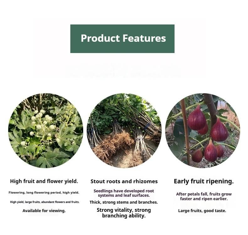 Mission Fig Tree Live Plant – Ficus carica, Perennial Fruit Tree, Hardy and Easy-to-Grow Starter Plant for Gardens & Yards Mission Fig Tree Live Plant – Ficus carica, Perennial Fruit Tree, Hardy and Easy-to-Grow Starter Plant for Gardens & Yards
